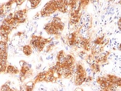 MFG-E8 Antibody (SPM291), Novus Biologicals 0.2mg; Unlabeled:Antibodies,